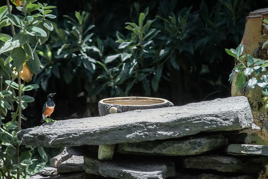 bird, animal, jay, bee eater, bluebird, wildlife, green, reptile HD wallpaper