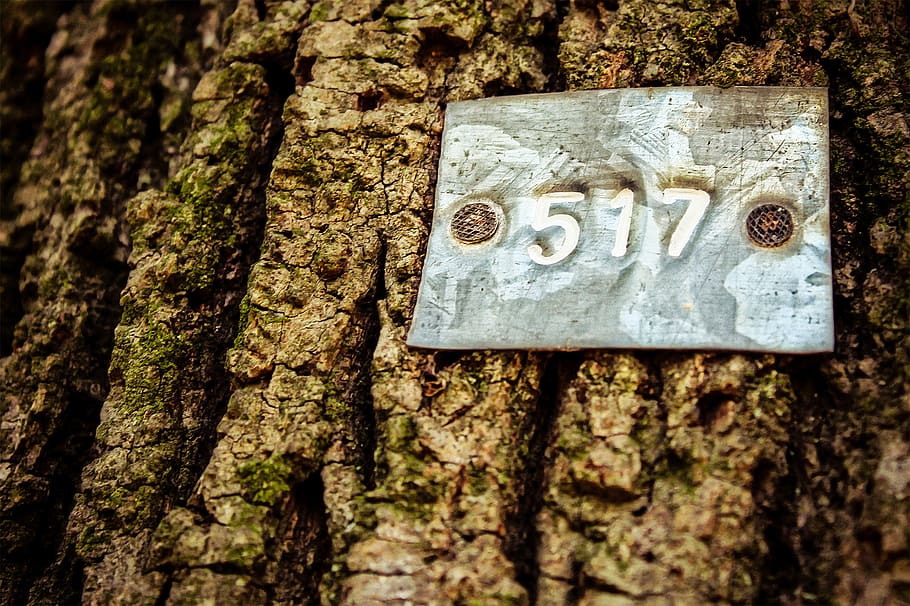 argentina, la plata, tree, rust, number, log, wood, macro, tree trunk HD wallpaper