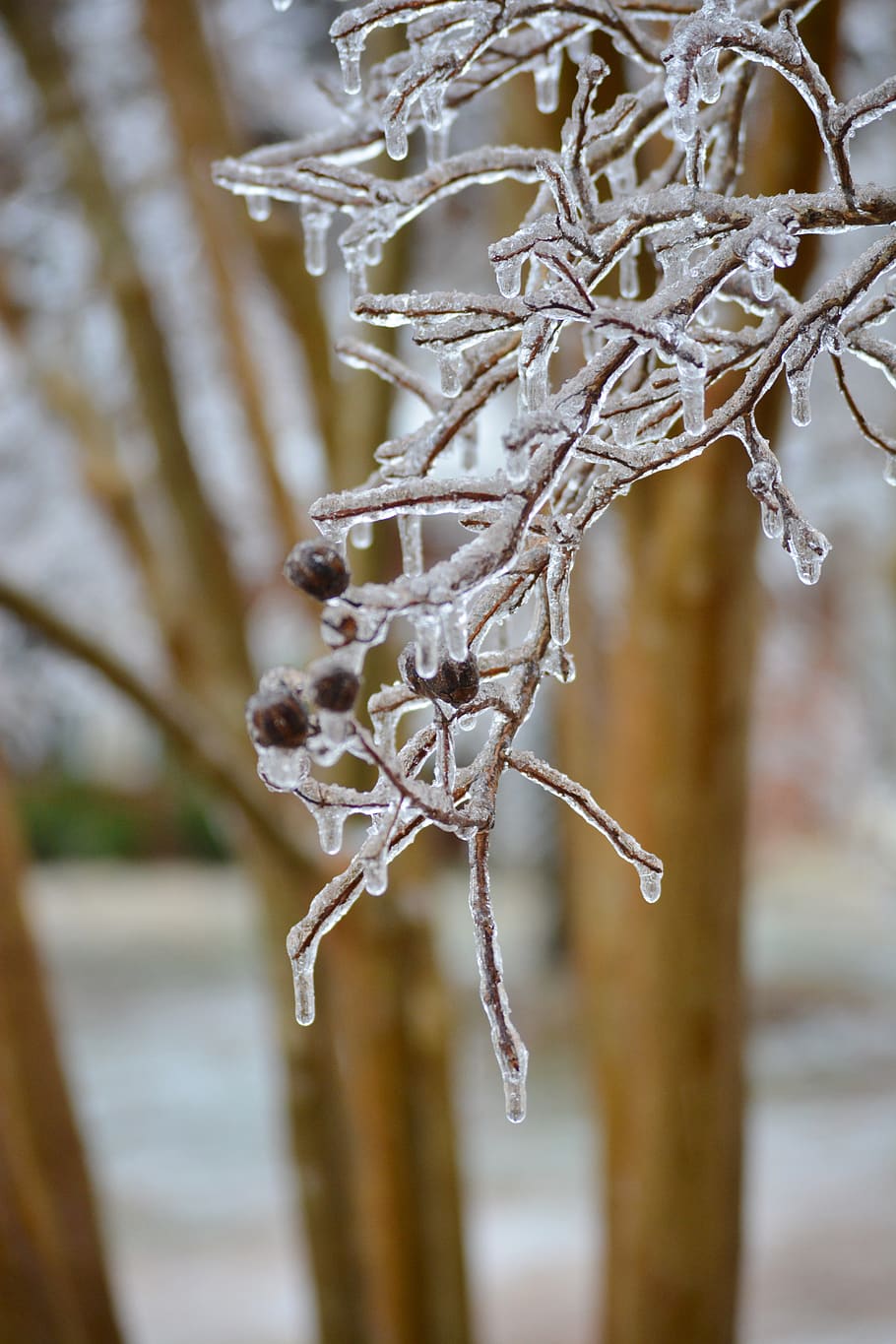 Ice, winter, frozen, cold temperature, focus on foreground HD wallpaper