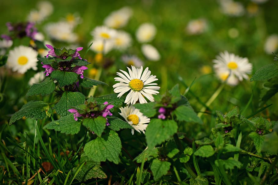 common daisy, flower, plant, spring, grass, park, lawn, flowering plant HD wallpaper
