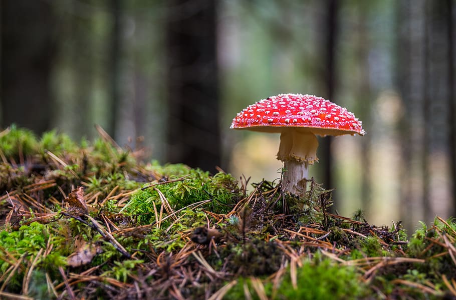 Closeup Photo of Red and White Mushroom, blur, close-up, edible agaric HD wallpaper