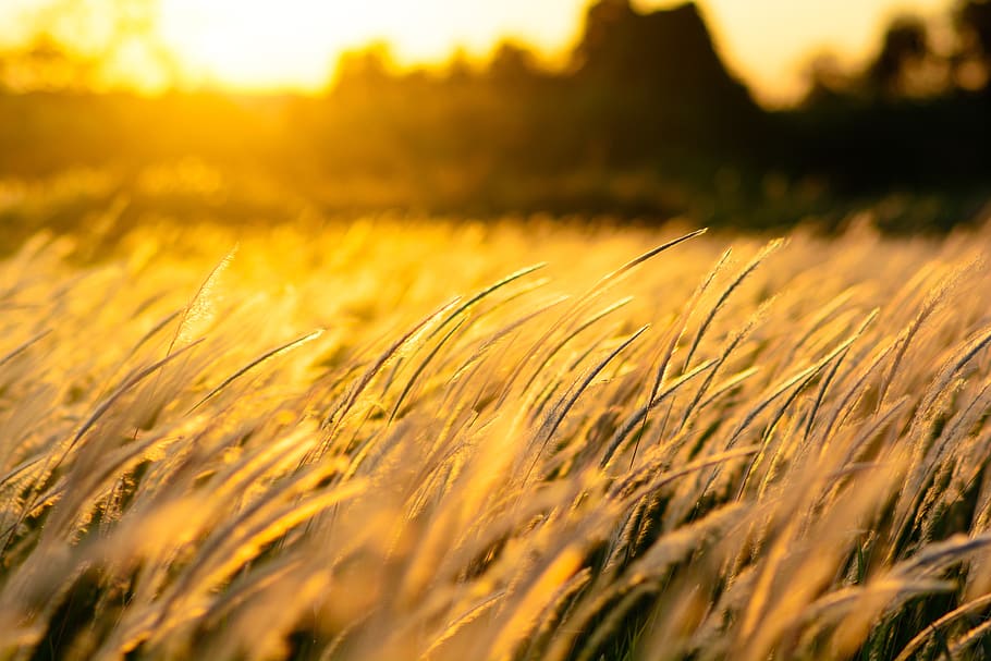 nature, grass, sunset, field, golden, wind, background, agriculture HD wallpaper