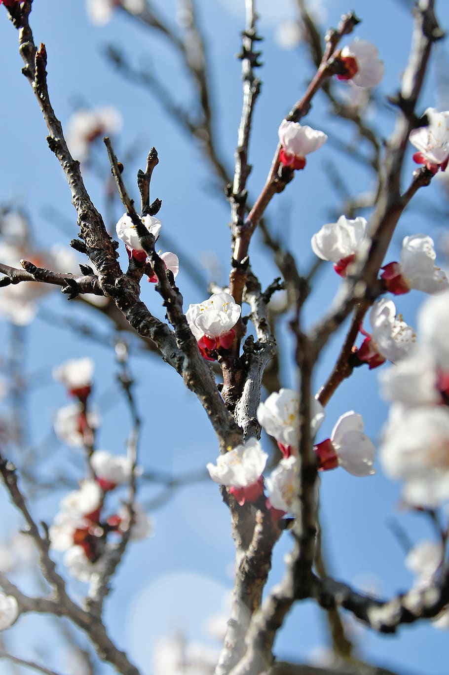 spring, cherry blossom, bloom, white flower, branch, blooms at HD wallpaper
