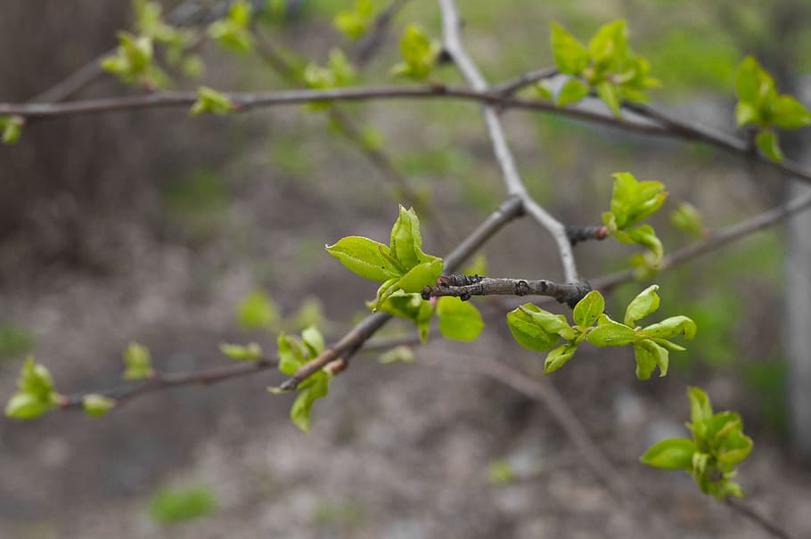 forest, leaf, plant part, green color, nature, growth, beauty in nature HD wallpaper