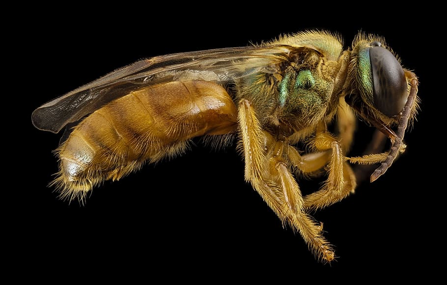 bee, sweat, macro, mounted, wildlife, nature, insect, usgs HD wallpaper