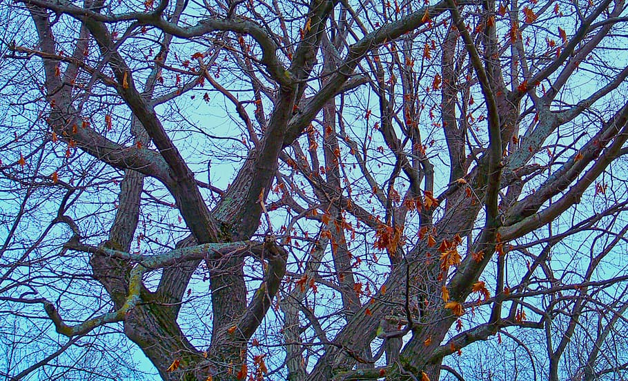 tree, branches, woods, nature, fall, plant, low angle view HD wallpaper