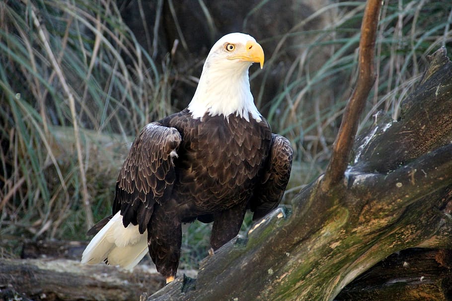 bald eagle, raptor, bird, nature, animal, bill, majestic, usa HD wallpaper