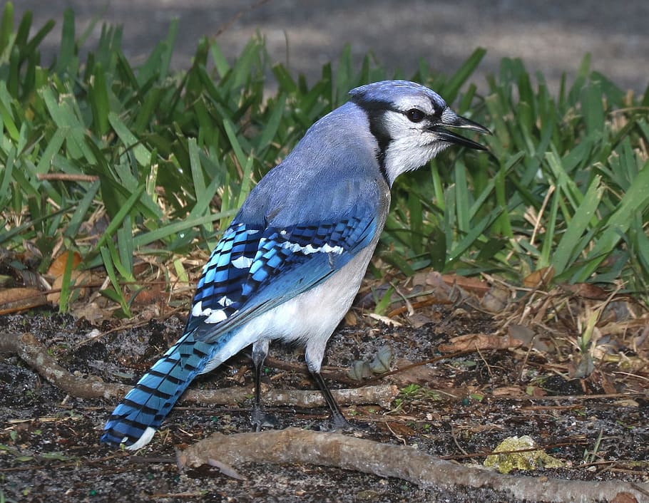 jay, blue, bird, animal, wild, nature, animal wildlife, animals in the wild HD wallpaper