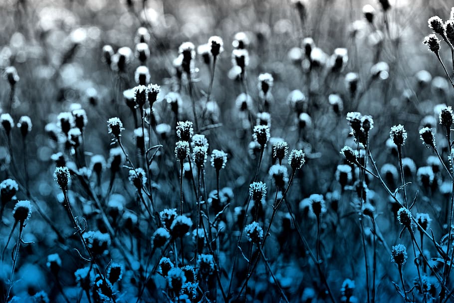 seed head, plant, dry, withered, autumn, growth, nature, focus on foreground HD wallpaper