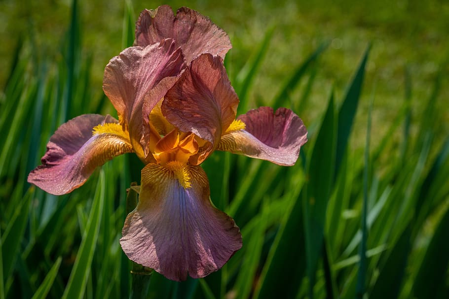 iris, rouge, flower, spring, presby iris gardens, plant, flowering plant HD wallpaper
