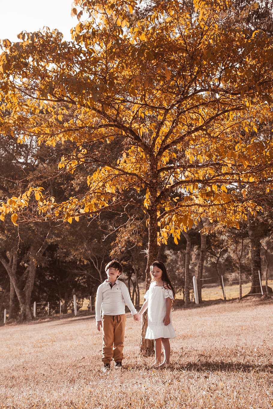 Boy And Girl Standing Under Tree, adorable, branches, brother HD wallpaper