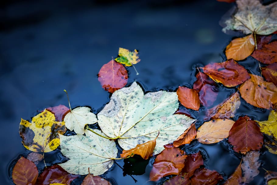 white leaf, plant part, autumn, change, nature, leaves, beauty in nature HD wallpaper