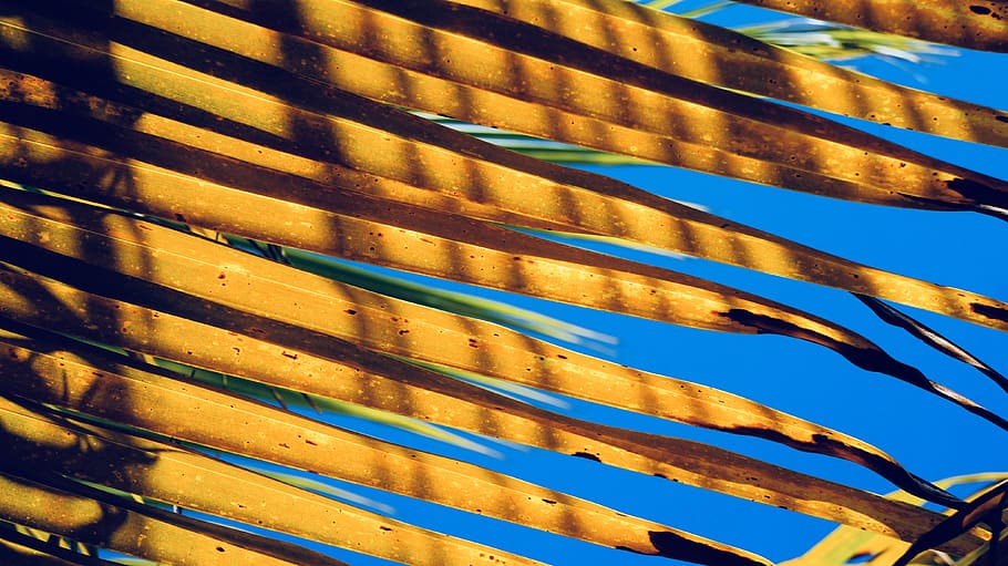 closeup photography of coconut palm leaves, honduras, cayos cochinos, HD wallpaper