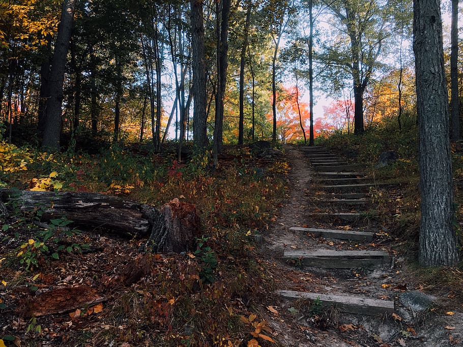 forest, walk, stairs, path, woods, stump, autumn, fall color HD wallpaper