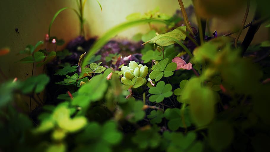 china, chengdu, plant, freshness, selective focus, beauty in nature HD wallpaper