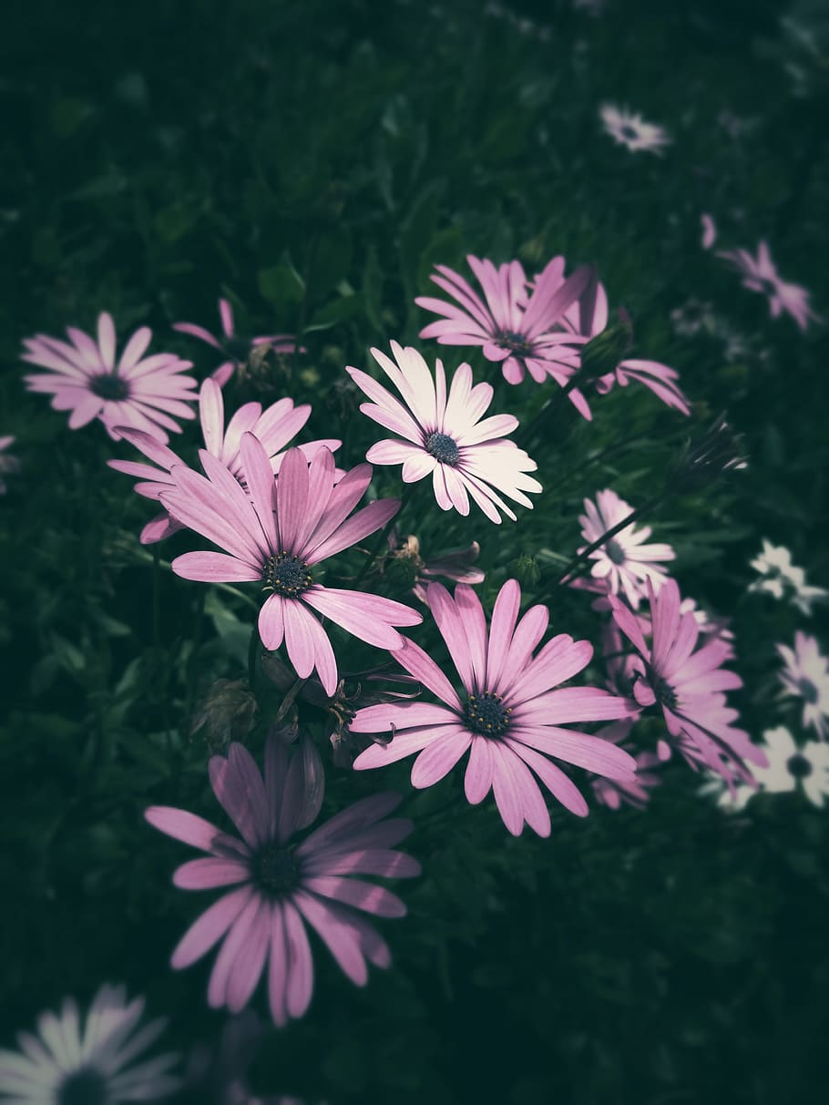 Purple Petaled Flowers Close-up Photo, bloom, blooming, blossom HD wallpaper