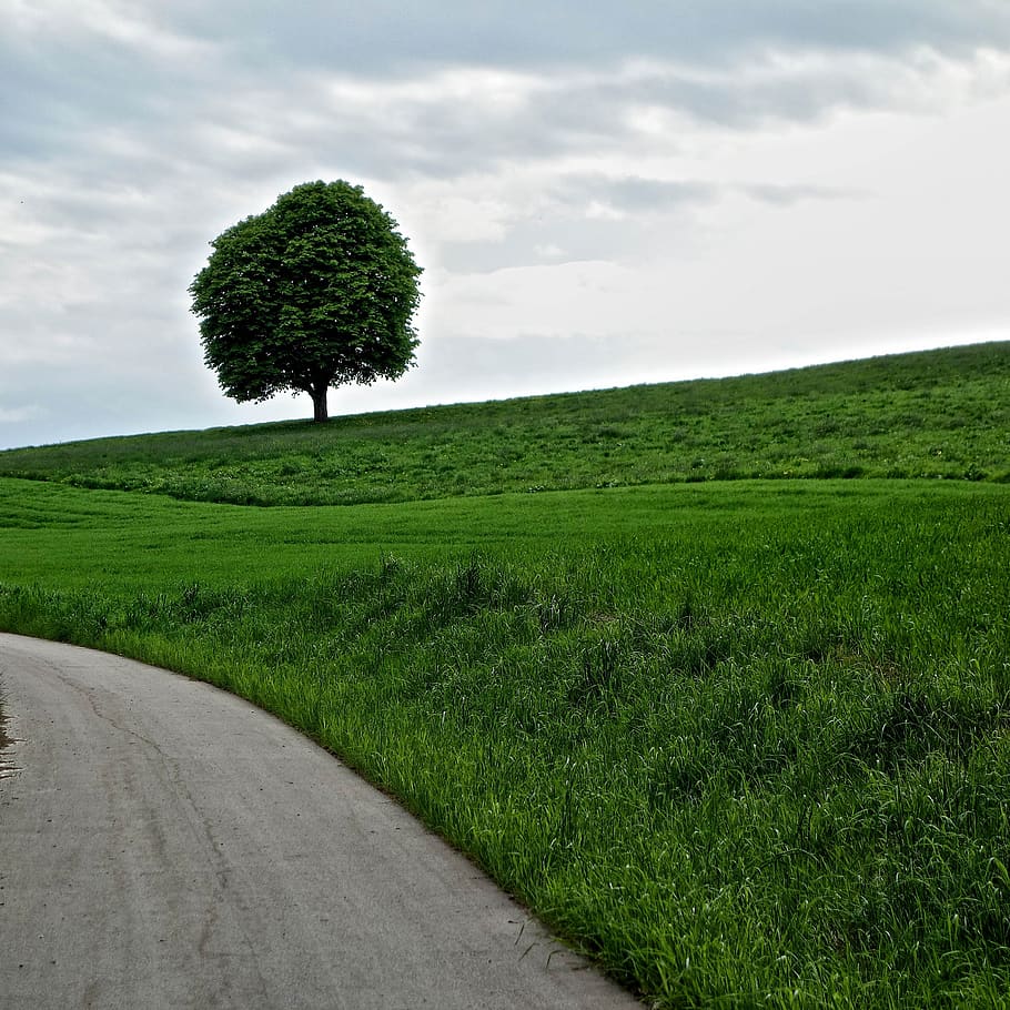 tree, away, meadow, landscape, sky, green, plant, green color HD wallpaper