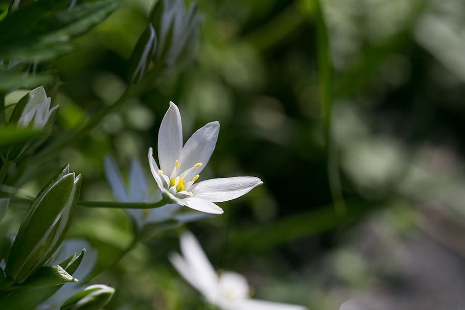 blossom, bloom, white, spring, flower, flowering plant, petal HD wallpaper