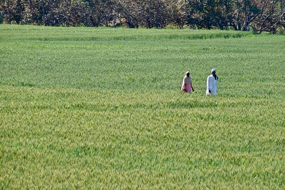 people, india, fields, two people, plant, land, men, togetherness HD wallpaper