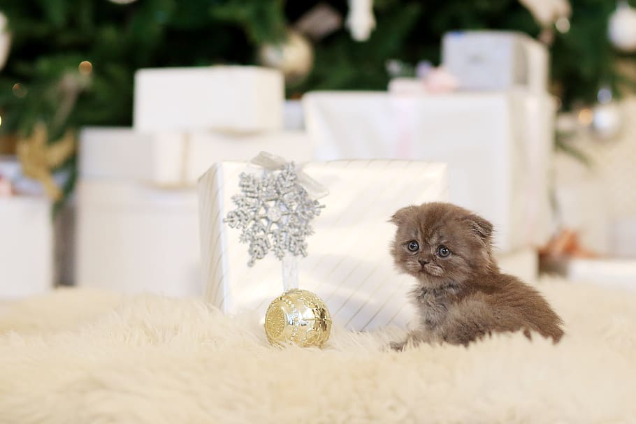 kitten, pet, cute, animals, little, home, view, grey, darling HD wallpaper