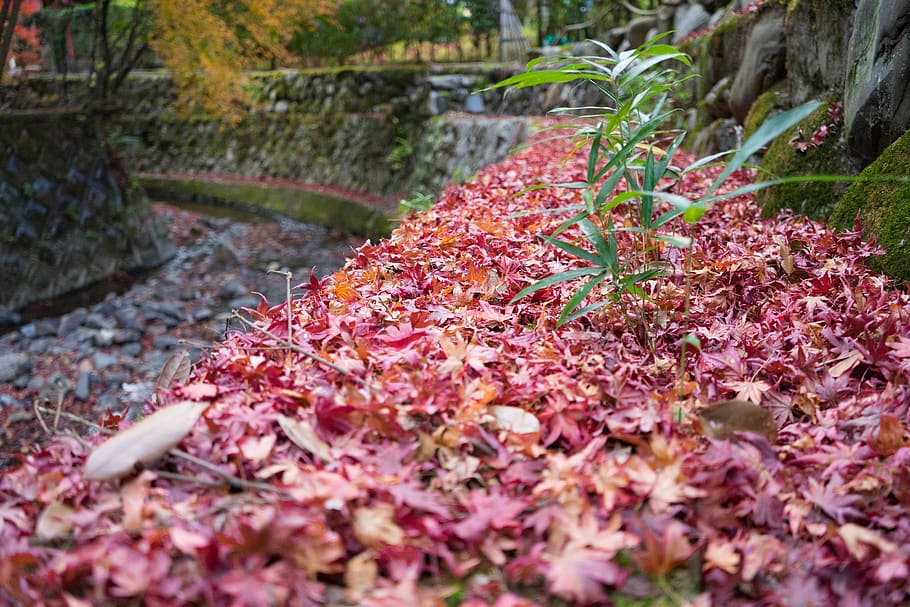 autumn, leaves, red, fall, plants, leaf, plant part, change HD wallpaper