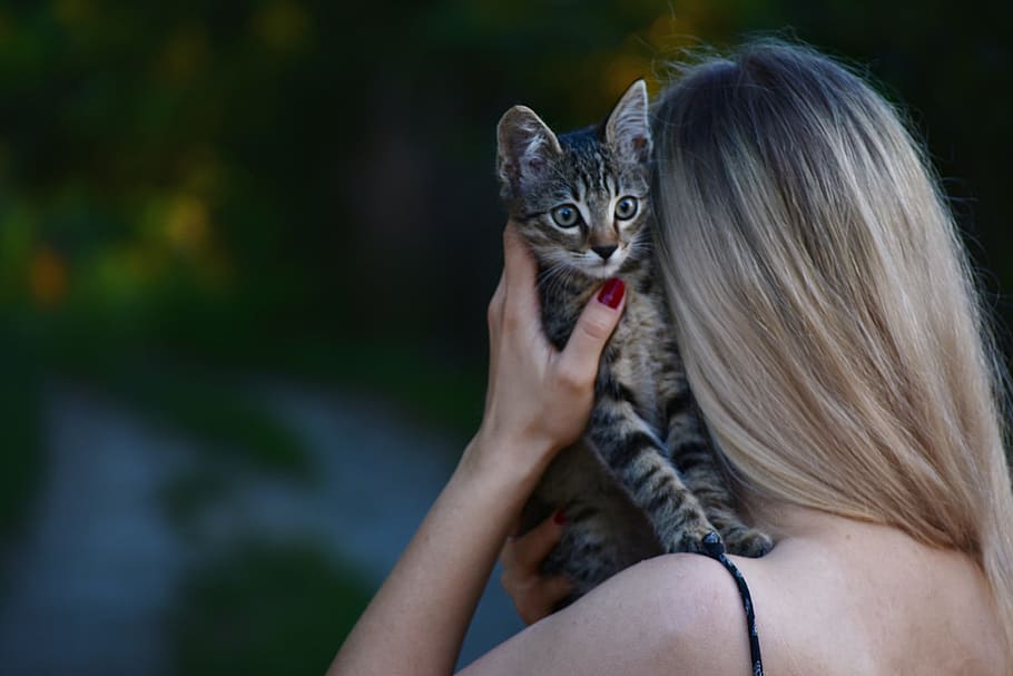 Woman Carrying Tabby Kitten, animal, cat, domestic animal, feline