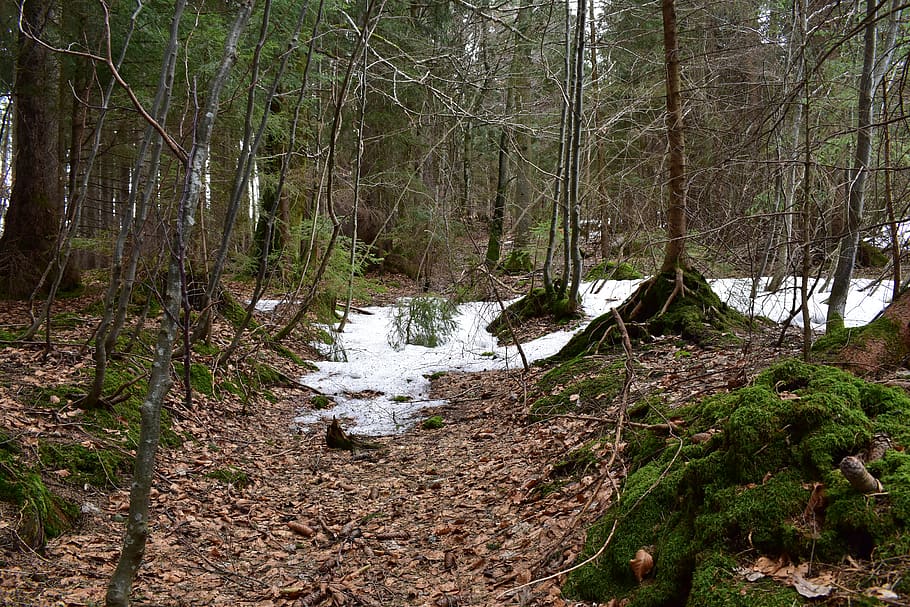 germany, oberstdorf, forest, winter, green, end, trees, water HD wallpaper