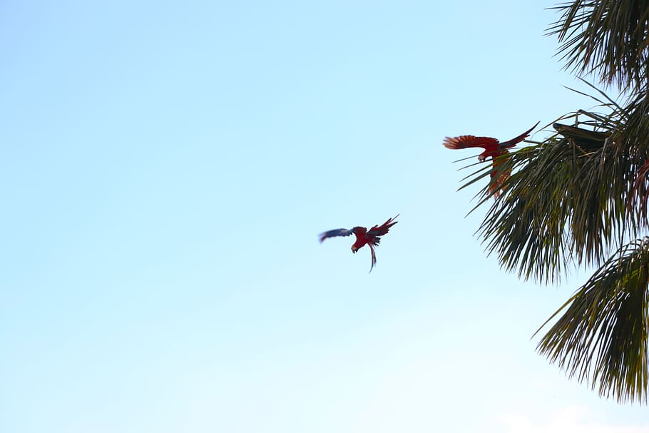 brazil, serras gerais, sky, flying, low angle view, clear sky HD wallpaper
