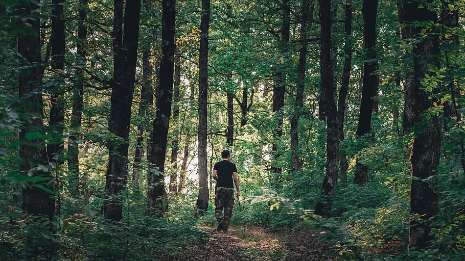 russia, chibiy, forest, tree, land, plant, growth, woodland HD wallpaper