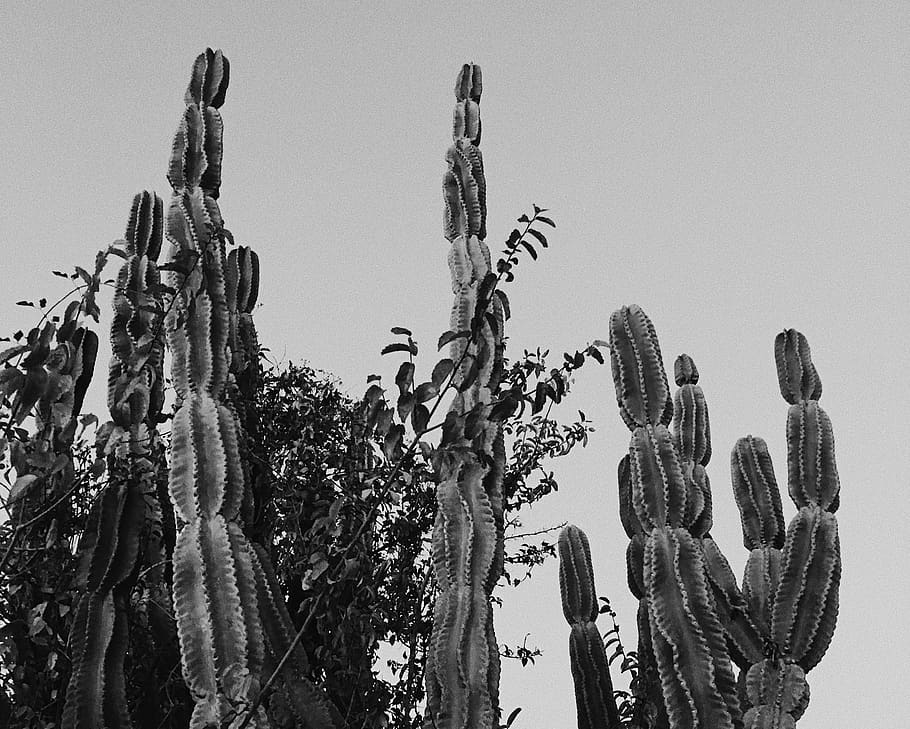 guantánamo bay, plant, desert, cactus, evening, cuba, black and white