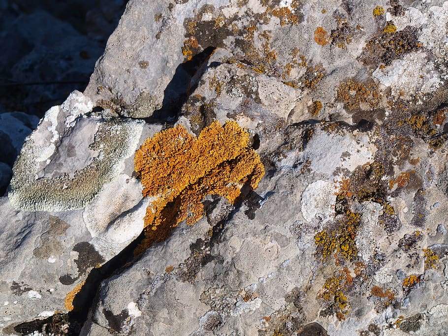 crimean peninsula, rock, stone texture, lichen, gray, grey HD wallpaper