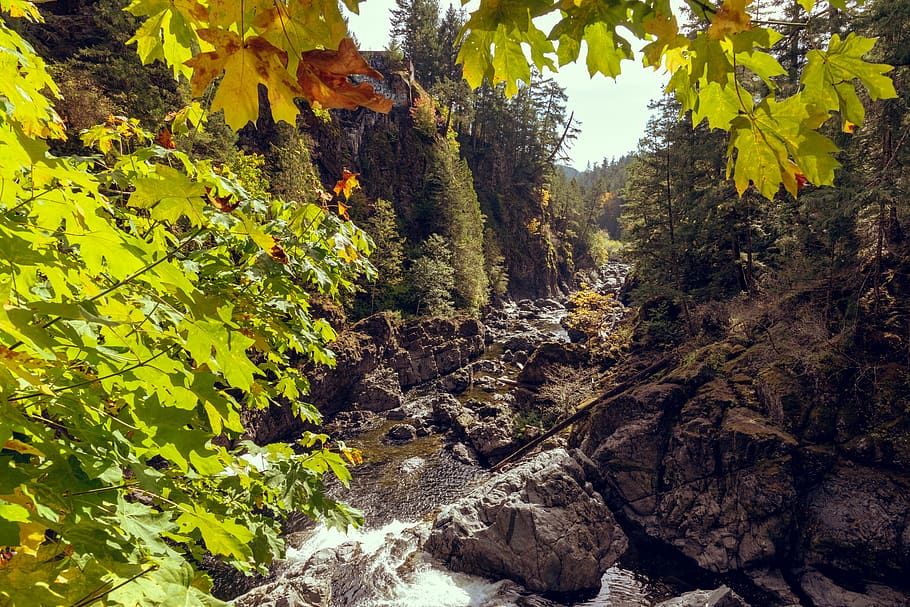 creek, fall, river, rocks, trees, water, leaves, maple, mountains potholes HD wallpaper
