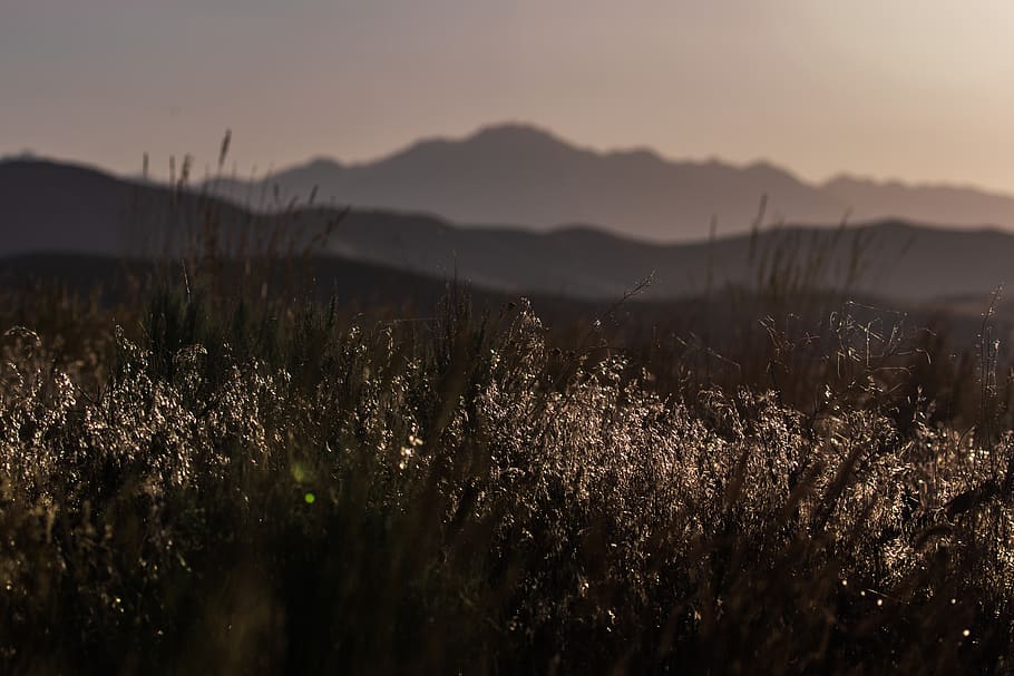 grass, reflection, mood, morning, soft, mountains, utah, patrick hendry HD wallpaper