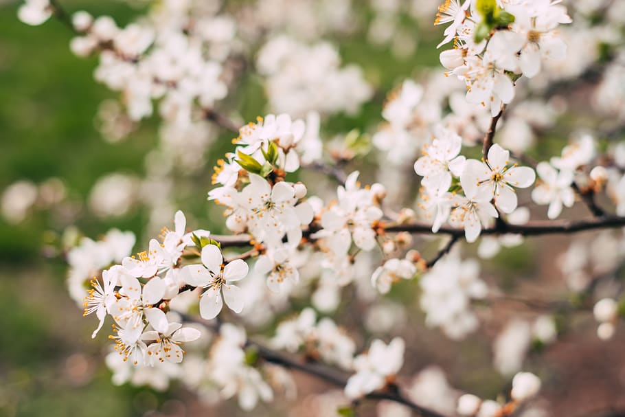 White Cherry Blossoms in Bloom, beautiful, branch, bright, bud HD wallpaper