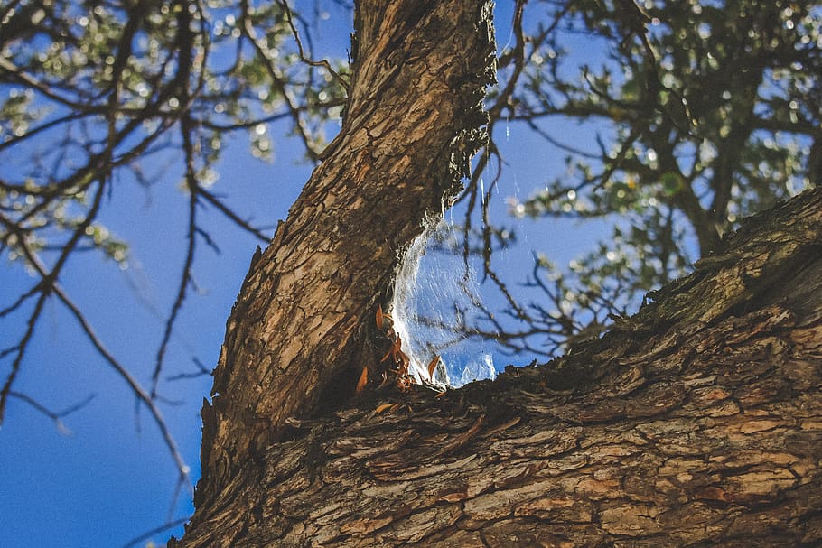 spider web, nature, hiking, trees, lights, beautiful, tree trunk HD wallpaper