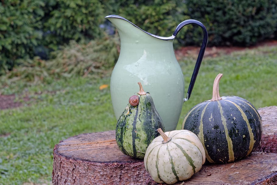 pumpkin, pumpkins, green, collections, in the fall, autumn HD wallpaper