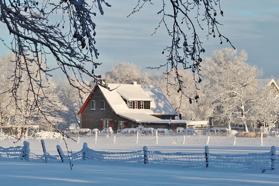 snow, ice, tree, winter, nature, house, cold temperature, building exterior HD wallpaper
