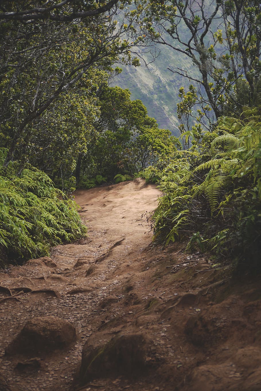 pathway through mountain woods, plant, tree, growth, direction HD wallpaper