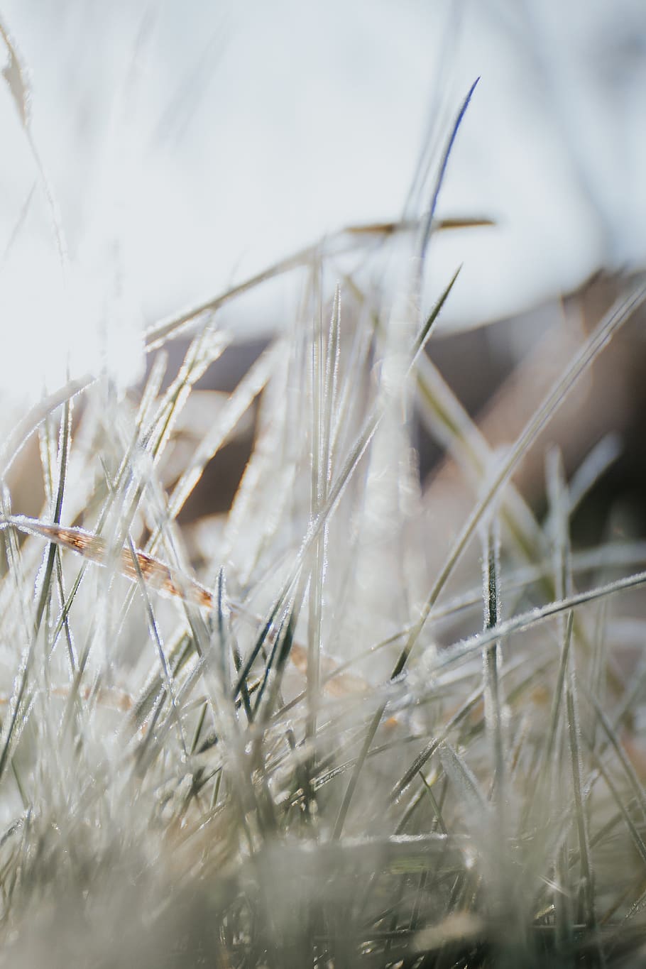 plant, grass, selective focus, growth, nature, field, day, land HD wallpaper