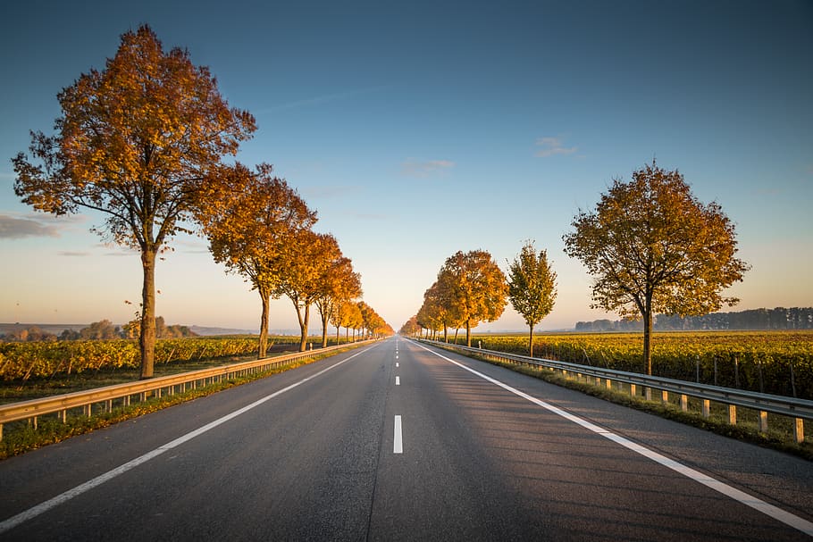 long straight road with trees on the side, direction, the way forward, HD wallpaper