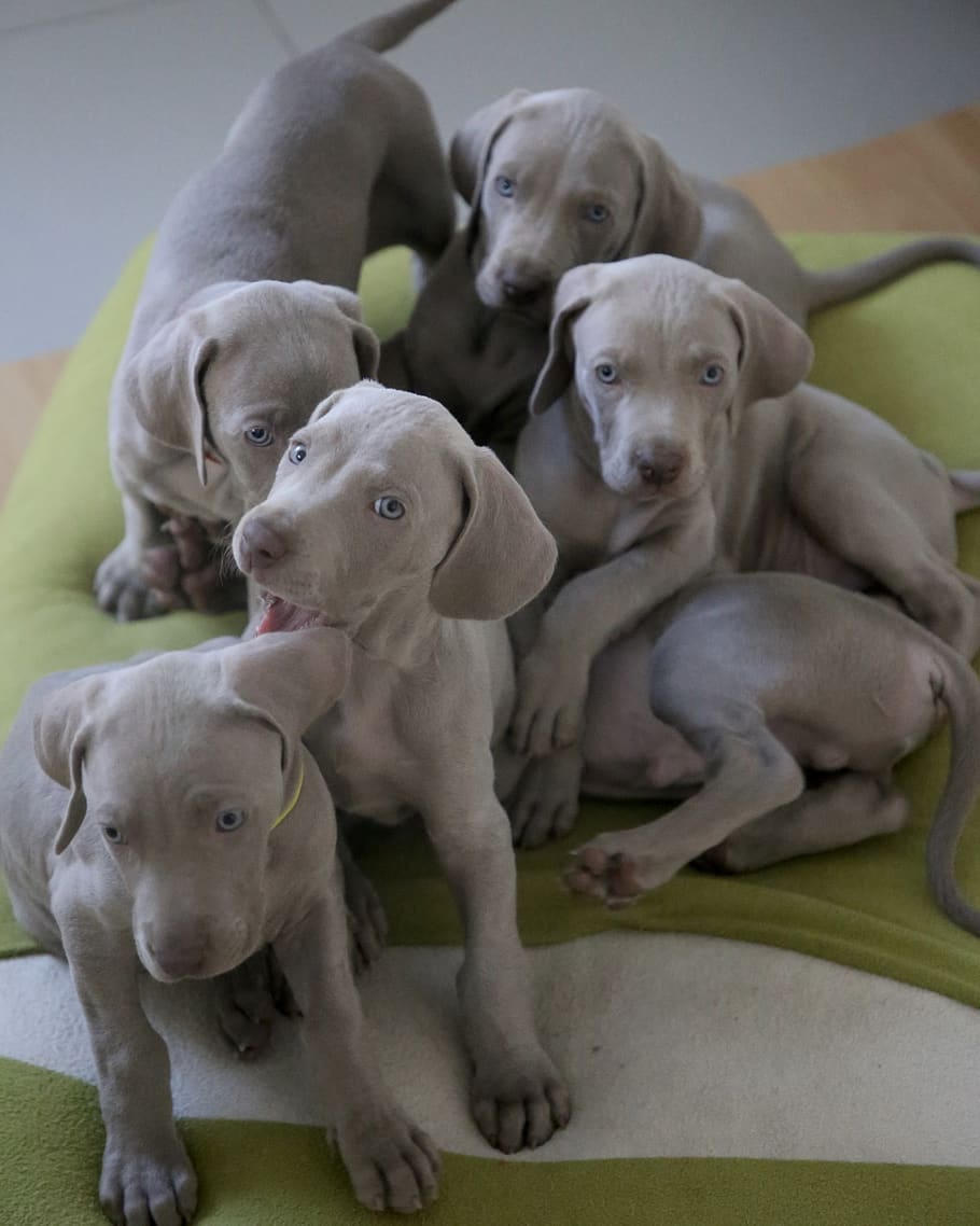 six short-coated gray puppies, animal themes, domestic, mammal HD wallpaper