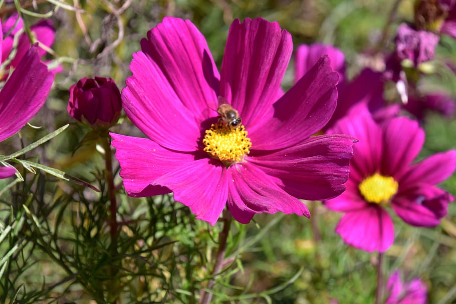 canada, toronto, flower, flowering plant, freshness, beauty in nature HD wallpaper