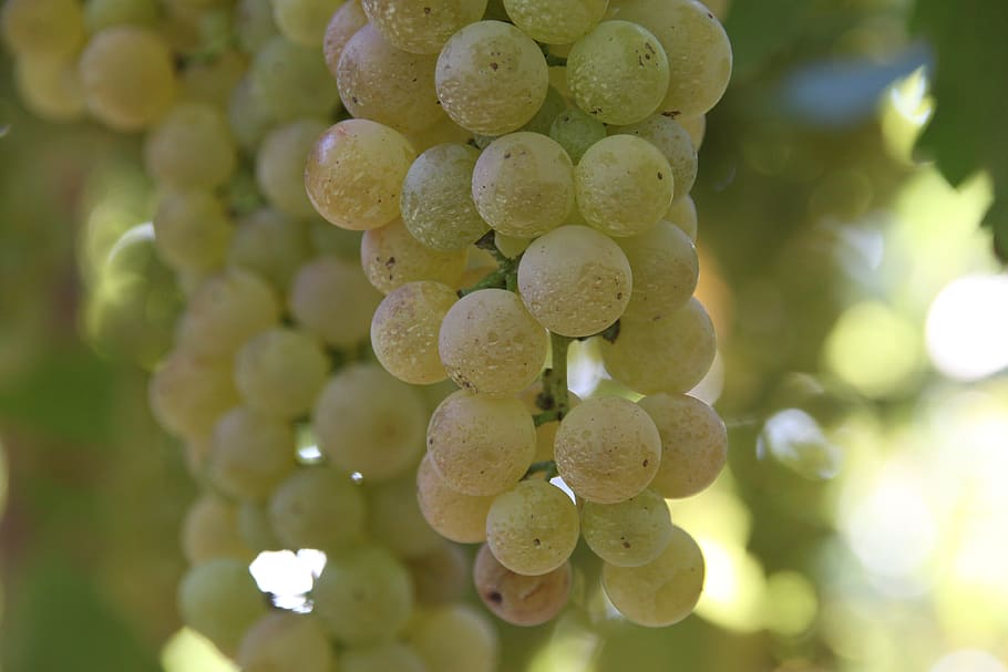 screw, vineyard, wine, grapes, nature, fruit, agriculture, vintage HD wallpaper