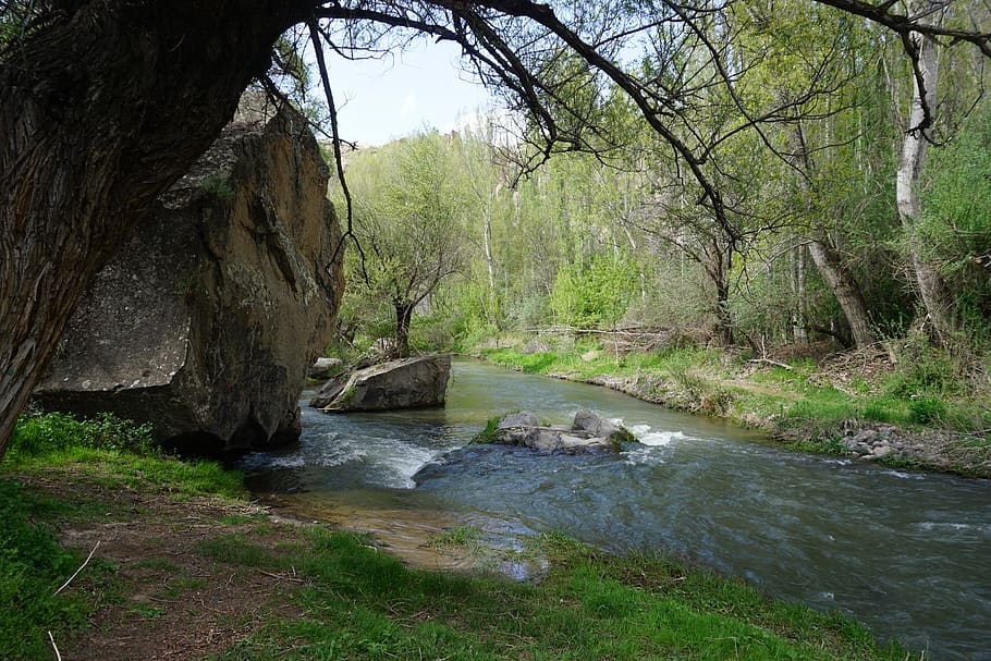 turkey, plant, tree, water, beauty in nature, land, forest HD wallpaper