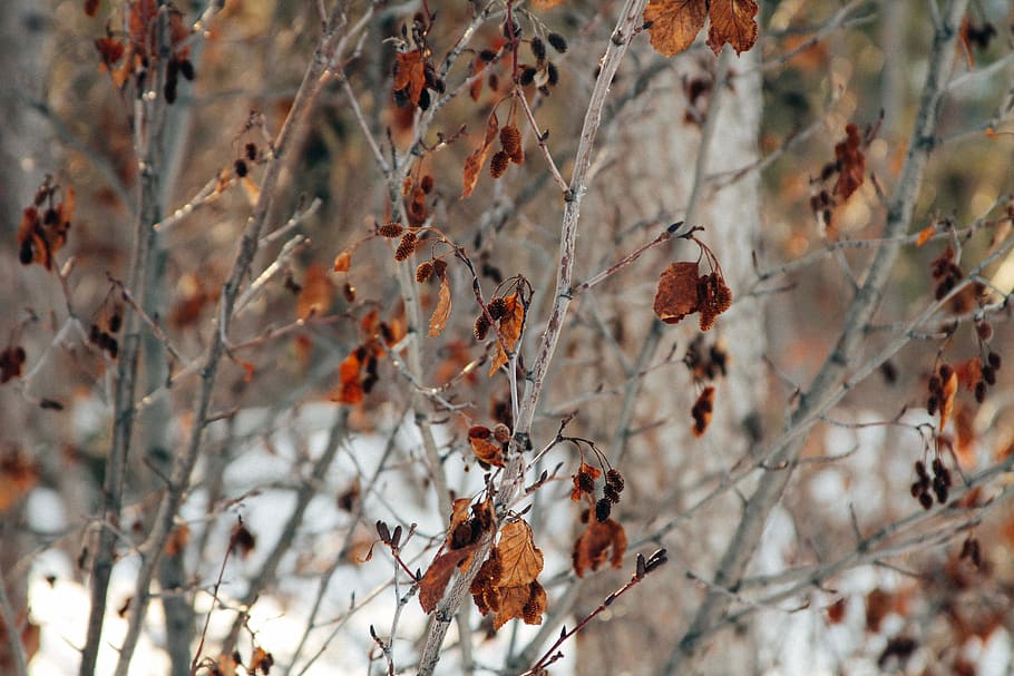nature, leafe, winter, snow, plant, growth, tree, focus on foreground HD wallpaper