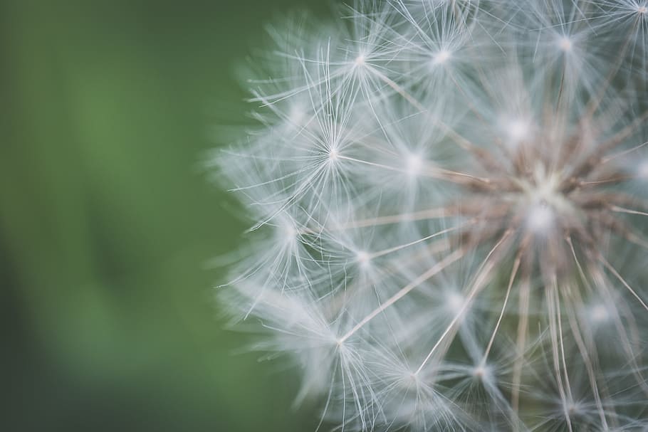 Closeup Photo of White Dandelion, abstract, beautiful, blur, bright HD wallpaper