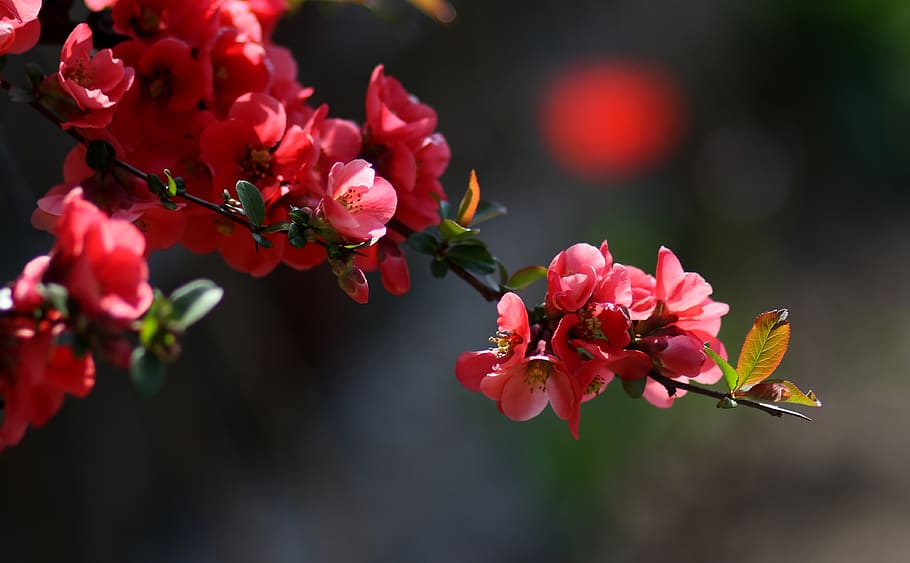 flowers, red, casey, tree, bush, supplies, spring, flora, color HD wallpaper