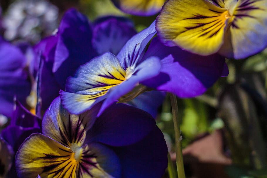 usa, flowering plant, freshness, close-up, fragility, beauty in nature HD wallpaper