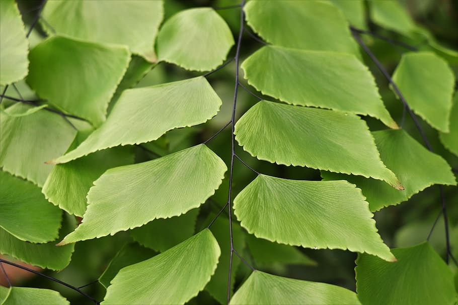 green, sheet, leaves, nature, spring, in the summer of, ecology HD wallpaper