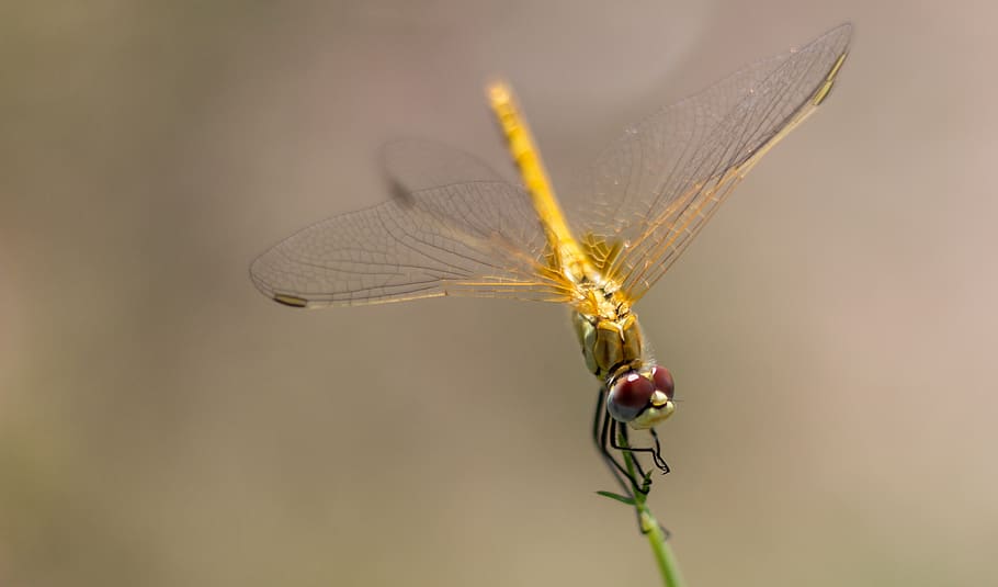 nature, dragonfly, insect, invertebrate, animal wing, animal themes HD wallpaper
